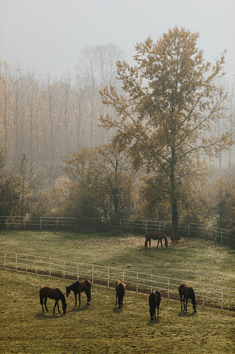 Horse grazing hay on a cold foggy morning in the paddocks