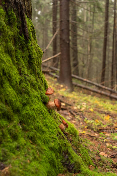 istock Mushrooms growing on a tree. Small mushrooms on a tree with moss. 1287649337