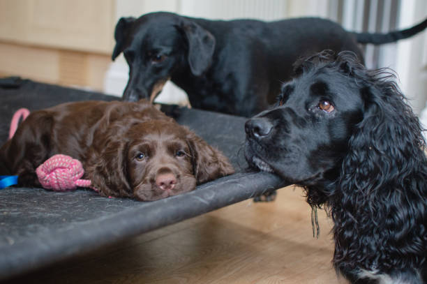 istock Cocker Spaniel Puppy and Brother 1287650481