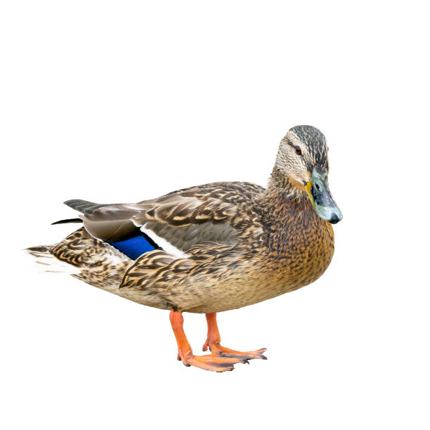 istock Female duck also called as a hen with brown and blue feathers isolated on white background 1287650844