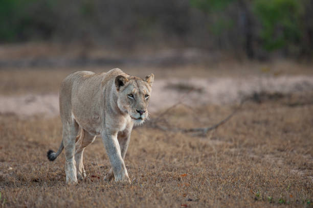 istock Female Lion in the Wild 1287654512