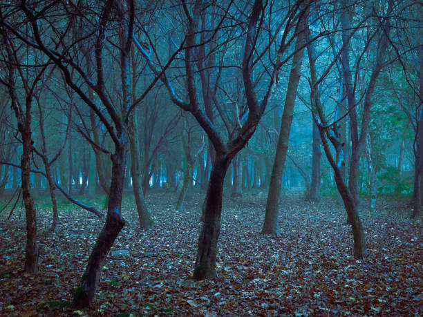 istock Morning forest in thick fog. Mystical landscape. 1287654685