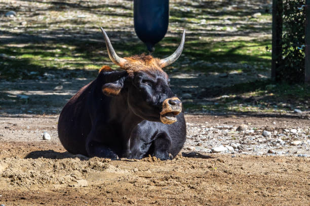Heck cattle, Bos primigenius taurus, claimed to resemble the extinct aurochs.