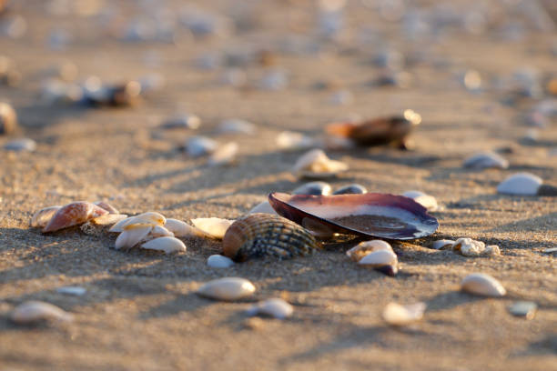 istock Wet mussel on the sand 1287654839