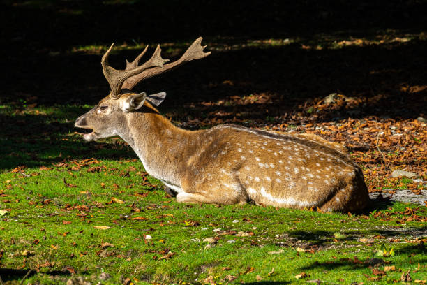 istock The fallow deer, Dama mesopotamica is a ruminant mammal 1287654966