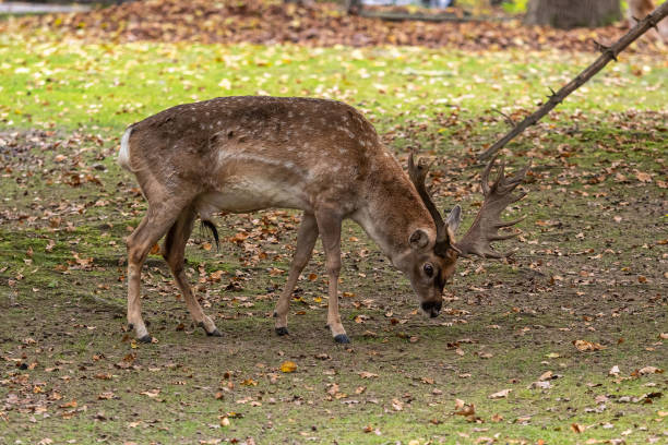 istock The fallow deer, Dama mesopotamica is a ruminant mammal 1287655023
