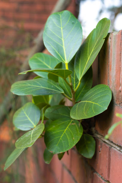 Newborn growing bot or banyan trees on a brick wall