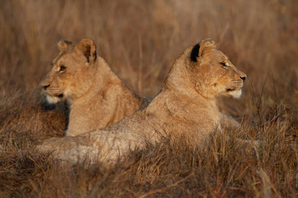 istock 2 Lion Cubs in Africa 1287656098