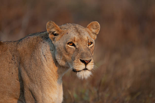 istock Female Lion in the Wild 1287656292