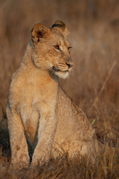istock Lion cub on safari 1287656430