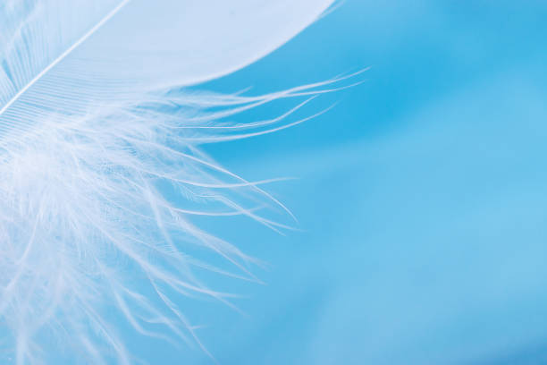 istock Close-up of a white feather on a blue background.Creative background. Copy space, selective focus with shallow depth of field 1287657228