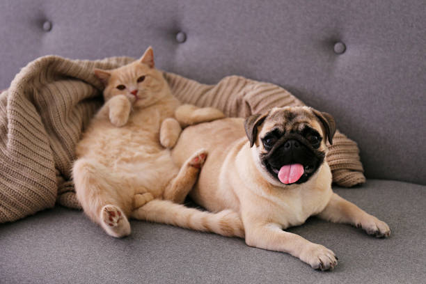 Funny cant and dog couple at home. Cute red Scottish fold cat & funny pug lying on grey textile sofa at home. Purebred short hair straight-eared kitty and lop-eared dog with sleepy sad face. Background, copy space, close up. pug stock pictures, royalty-free photos & images