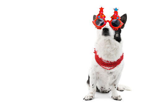 Dog in New Year's or festival glasses on a white background, isolate.