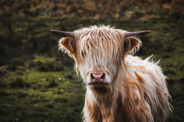 istock Highland cattle near Applecross 1287657722