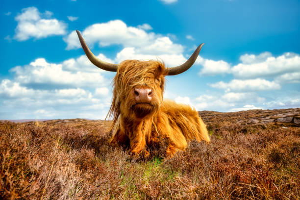 A highland cattle on the Applecross peninsula