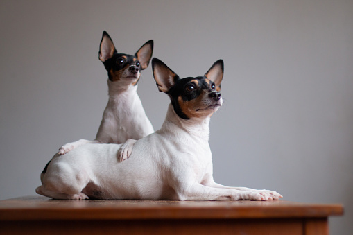 Two American toy-fox terriers of white-red-black color, portrait on a gray background indoors on a red wooden table