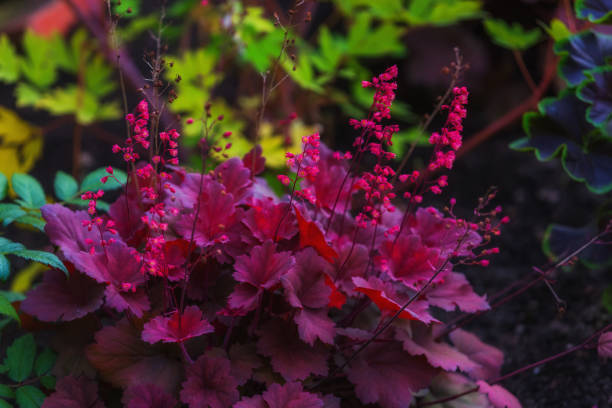 Purple Heuchera leaves and pink flowers natural background. Flowerbed with beautiful bush