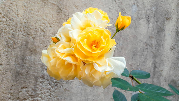 istock Yellow and White Rose At Garden 1287659647