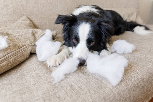 niegrzeczny figlarny szczeniak border collie po zgorszenie gryzienie poduszki leżącej na kanapie w domu. winny pies i zniszczony salon. szkody niechlujny domu i szczeniaka z zabawnym winnym wyglądem - dog home interior loneliness destruction zdjęcia i obrazy z banku zdjęć