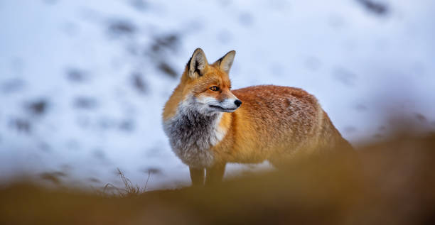 istock Fox at the Grossglockner High Alpine Road on a sunny day in fall 1287661394