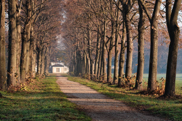 Early morning sunlight filters through bare trees onto a country road in the Park of Monza, Italy