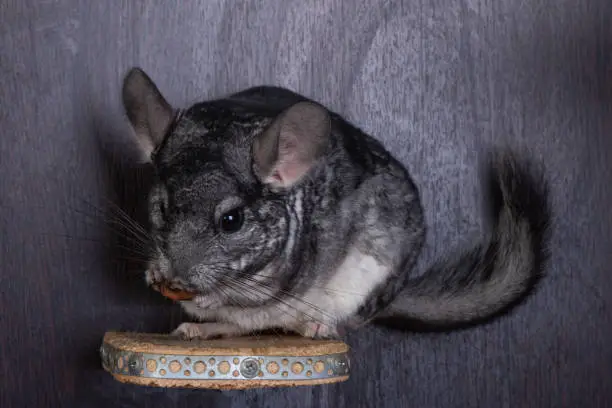 Photo of Funny little chinchilla