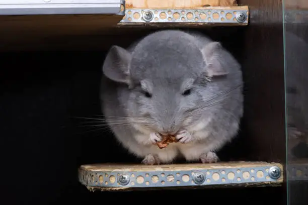 Photo of Funny little chinchilla