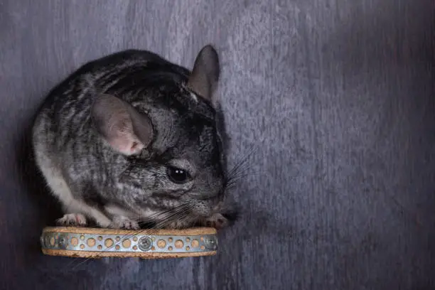 Photo of Funny little chinchilla