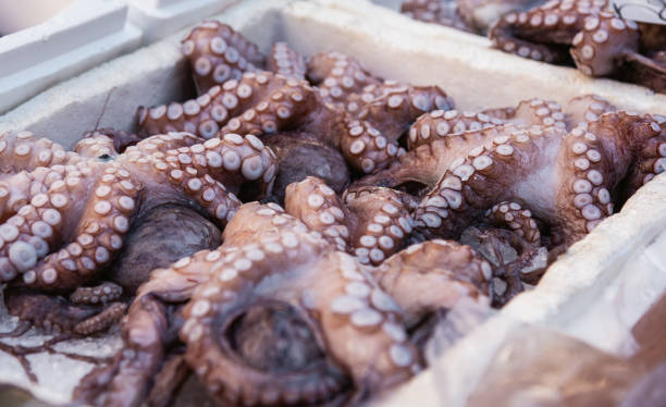 Freshly caught octopus vulgaris in a box with ice at farmer's market