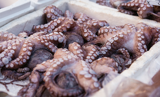 Freshly caught octopus vulgaris in a box with ice at farmer's market