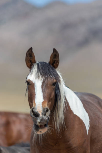 istock Beautiful Wild Horse in Utah 1287669144