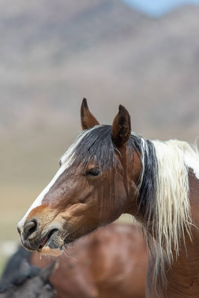 istock Beautiful Wild Horse in Utah 1287669201