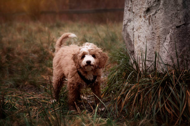 Messy Cockapoo 10+ Big Cockapoo Stock Photos, Pictures & Royalty-Free Images - iStock