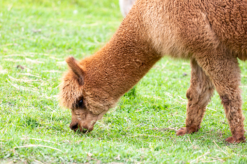 Closeup young alpaca eats grass, background with copy space, full frame horizontal composition