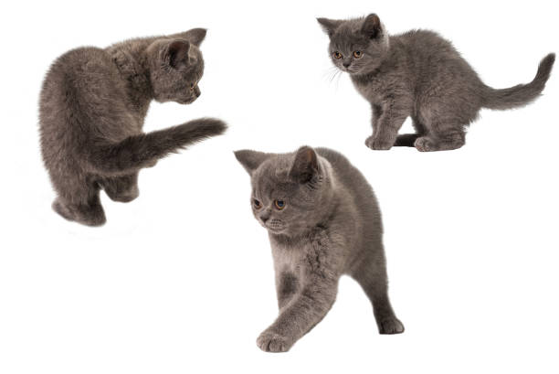 istock British shorthair kitten looking up isolated on white 1287669878