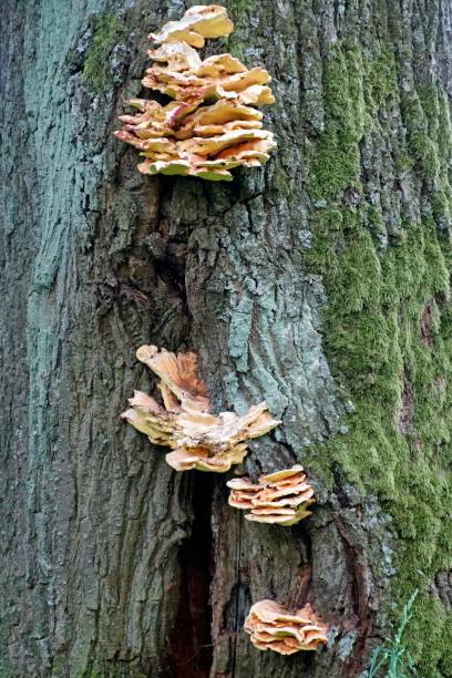 istock Bark on the trunk of an old tree with tinder fungi. 1287670835