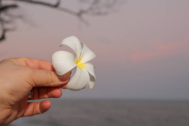 istock A tropical flower at sunset 1287672338