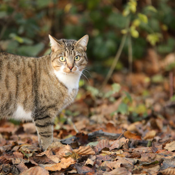 istock Tiger cat that walks in the forest in autumn 1287672339