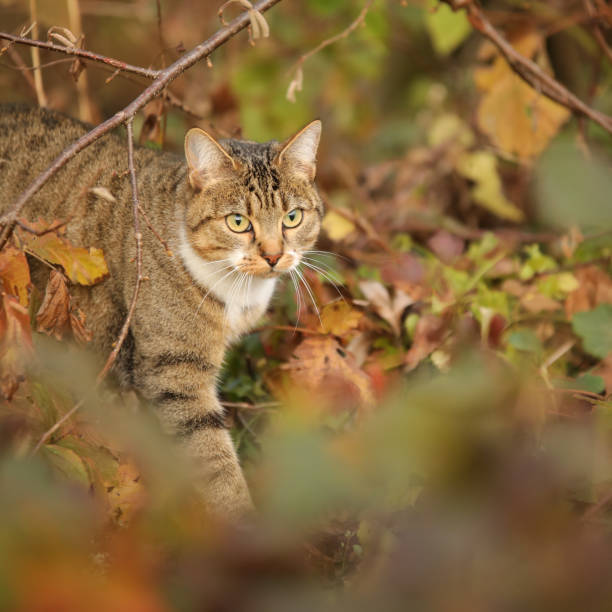 istock Tiger cat that walks in the forest in autumn 1287672348