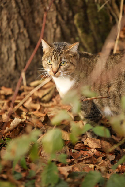 istock Tiger cat that walks in the forest in autumn 1287672370
