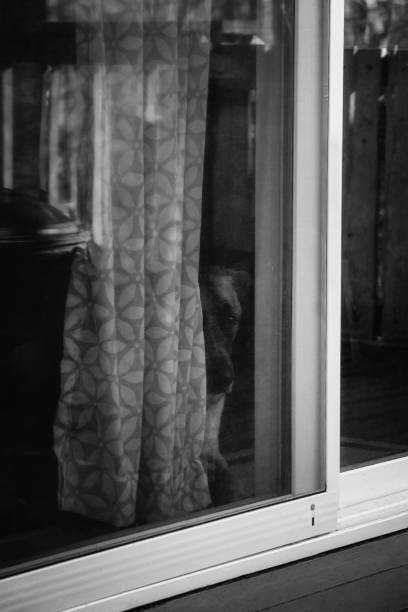 istock Dog looks out window 1287672623