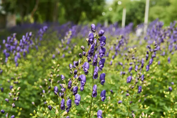 Photo of purple inflorescence of aconite on a blurred natural background
