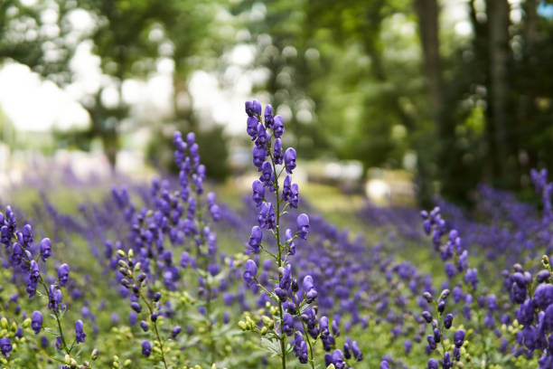 istock purple aconite inflorescences on blurred background 1287672904