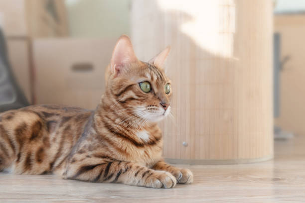 istock Cute Bengal cat relaxing at home on the floor. 1287673532