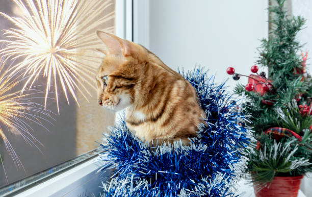 istock Cute Bengal cat with Christmas tree tinsel looks out the window. 1287673591