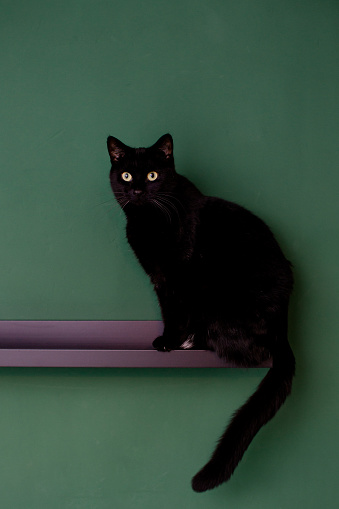 black cat with green eyes sits in front of a green wall