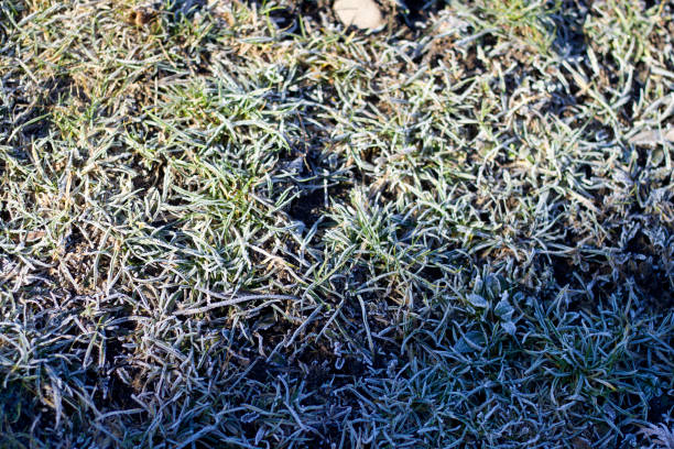 istock Covered with white frost green grass outdoors on bright sunny day, abstract copy space background. 1287674673