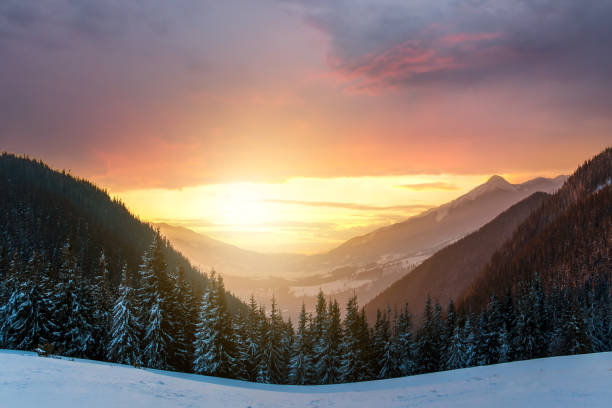 soft sunset in winter snow covered mountains with dark pine trees and distant high peaks. - pine sunset night sunlight imagens e fotografias de stock