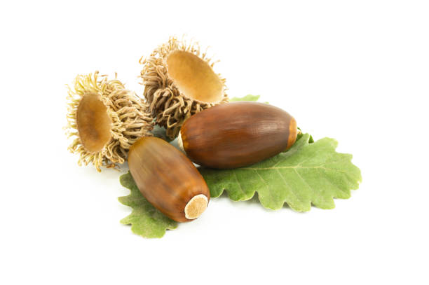 istock Acorns isolated on white background, studio shot ripe oak fruit with branch, alternative medicine (Fagaceae) 1287674766