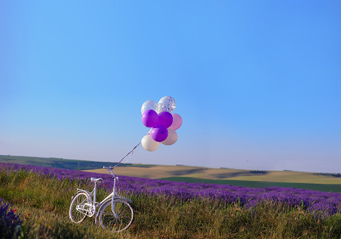 Beautiful field of blooming lavender with wedding white bicycle and balloons